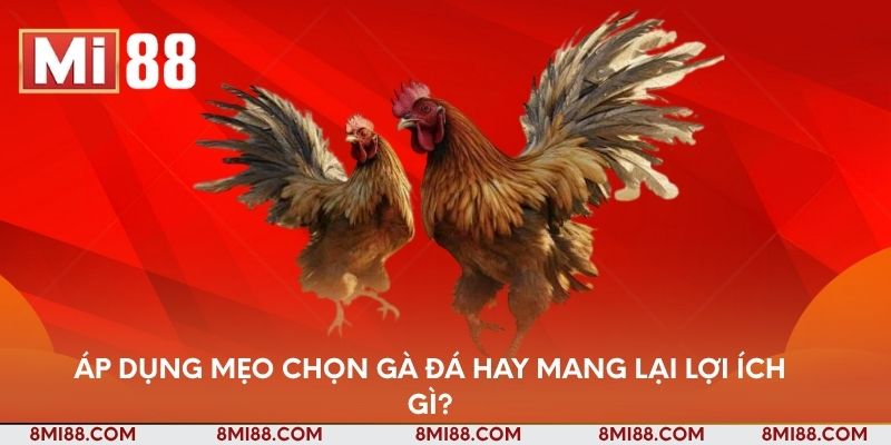 Áp dụng mẹo chọn gà đá hay mang lại lợi ích gì?