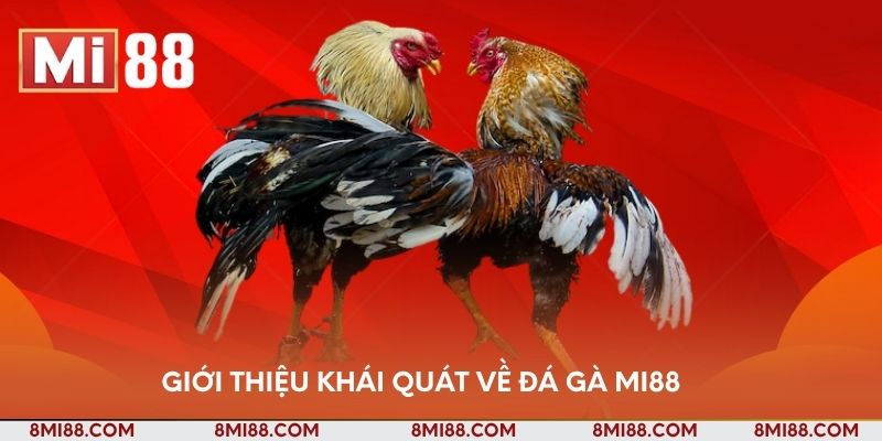 Giới thiệu khái quát về đá gà Nhà cái Mi88