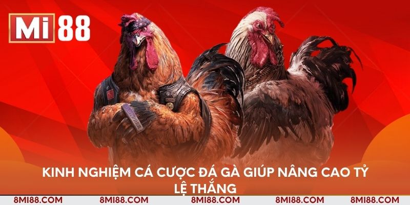 Kinh nghiệm cá cược đá gà giúp nâng cao tỷ lệ thắng
