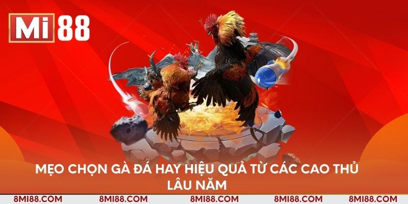 Mẹo chọn gà đá hay hiệu quả từ các cao thủ lâu năm