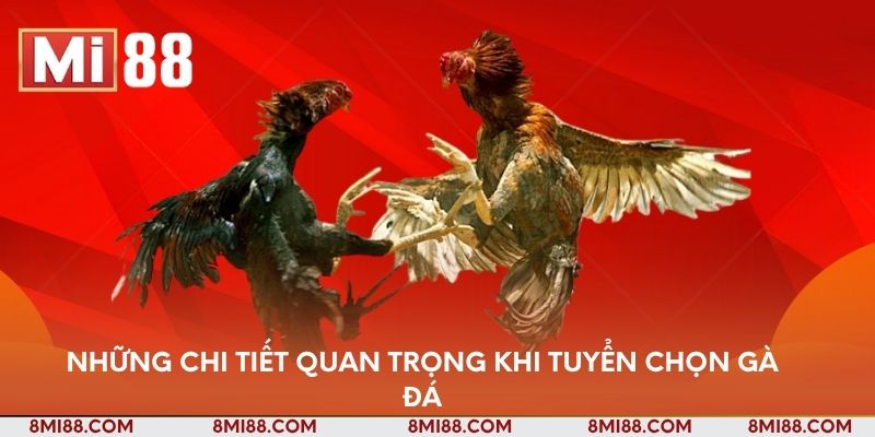 Những chi tiết quan trọng khi tuyển chọn gà đá